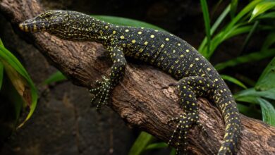 golden-spotted