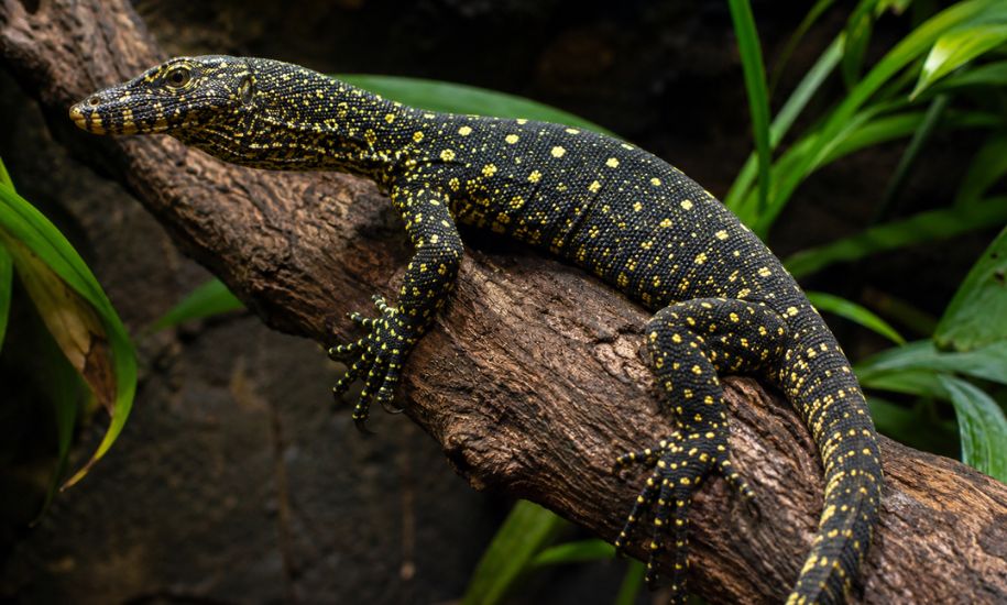golden-spotted